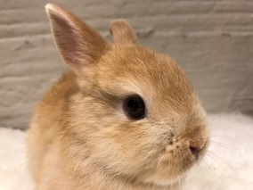 ネザーランドドワーフ