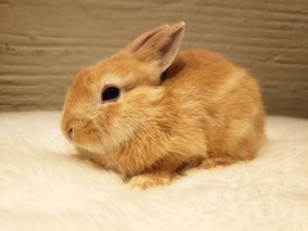 ネザーランドドワーフ