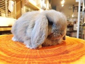 ホーランドロップ うさぎ販売 札幌のうさぎ販売 ペットショップ うさぎカフェのモンラパン Mon Lapin