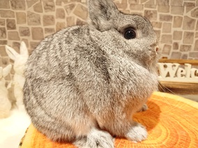 ネザーランドドワーフ