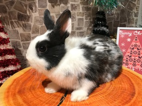 ドワーフホト