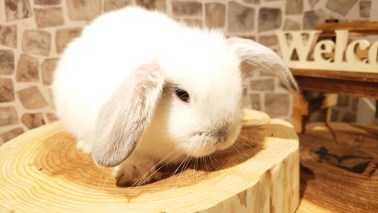 ホーランドロップ
