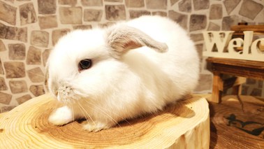 ホーランドロップ