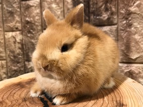 ネザーランドドワーフ
