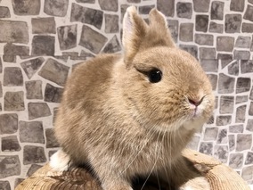 ネザーランドドワーフ