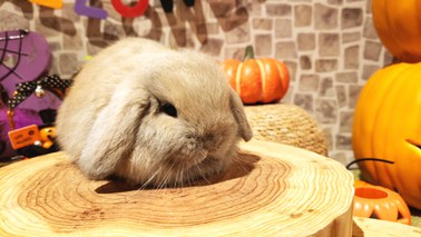 ホーランドロップ うさぎ販売 札幌のうさぎ販売 ペットショップ うさぎカフェのモンラパン Mon Lapin