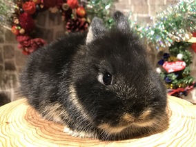 ネザーランドドワーフ