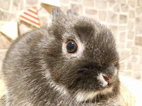 ネザーランドドワーフ