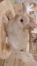 ネザーランドドワーフ