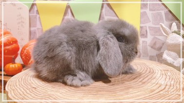 ホーランドロップ