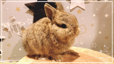 ネザーランドドワーフ