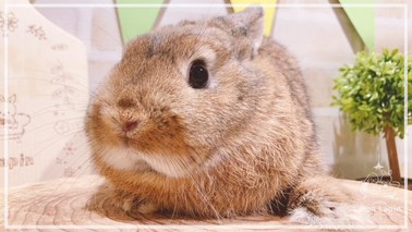 ネザーランドドワーフ