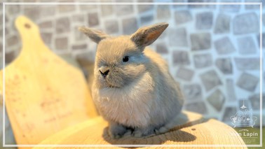 ホーランドロップ うさぎ販売 札幌のうさぎ販売 ペットショップ うさぎカフェのモンラパン Mon Lapin