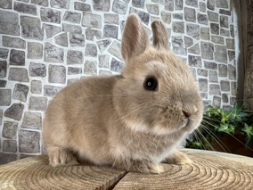 ネザーランドドワーフ