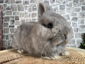 ネザーランドドワーフ