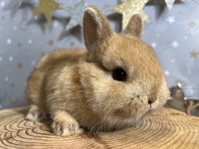 ネザーランドドワーフ