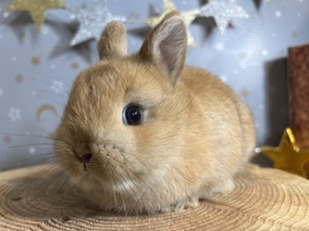 ネザーランドドワーフ