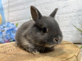 ネザーランドドワーフ