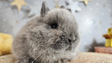 ネザーランドドワーフ