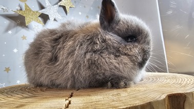 ネザーランドドワーフ