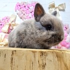 ネザーランドドワーフ