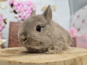 ネザーランドドワーフ