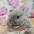 ネザーランドドワーフ　