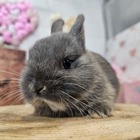 ネザーランドドワーフ