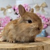 ネザーランドドワーフ