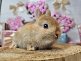 ネザーランドドワーフ