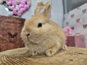 ネザーランドドワーフ