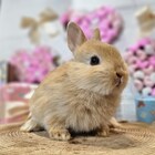ネザーランドドワーフ