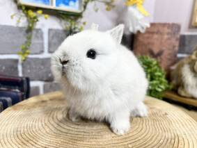 ネザーランドドワーフ