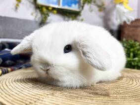 ホーランドロップ