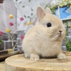 ネザーランドドワーフ