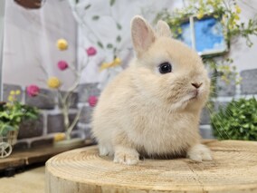 ネザーランドドワーフ