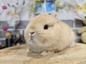 ネザーランドドワーフ
