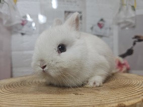 ネザーランドドワーフ