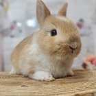 ネザーランドドワーフ