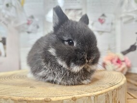 ネザーランドドワーフ