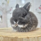 ネザーランドドワーフ