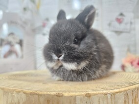ネザーランドドワーフ