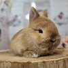 ネザーランドドワーフ