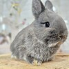 ネザーランドドワーフ