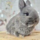 ネザーランドドワーフ
