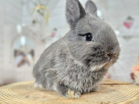ネザーランドドワーフ