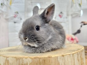 ネザーランドドワーフ