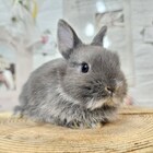 ネザーランドドワーフ