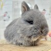 ネザーランドドワーフ