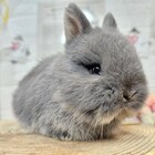 ネザーランドドワーフ